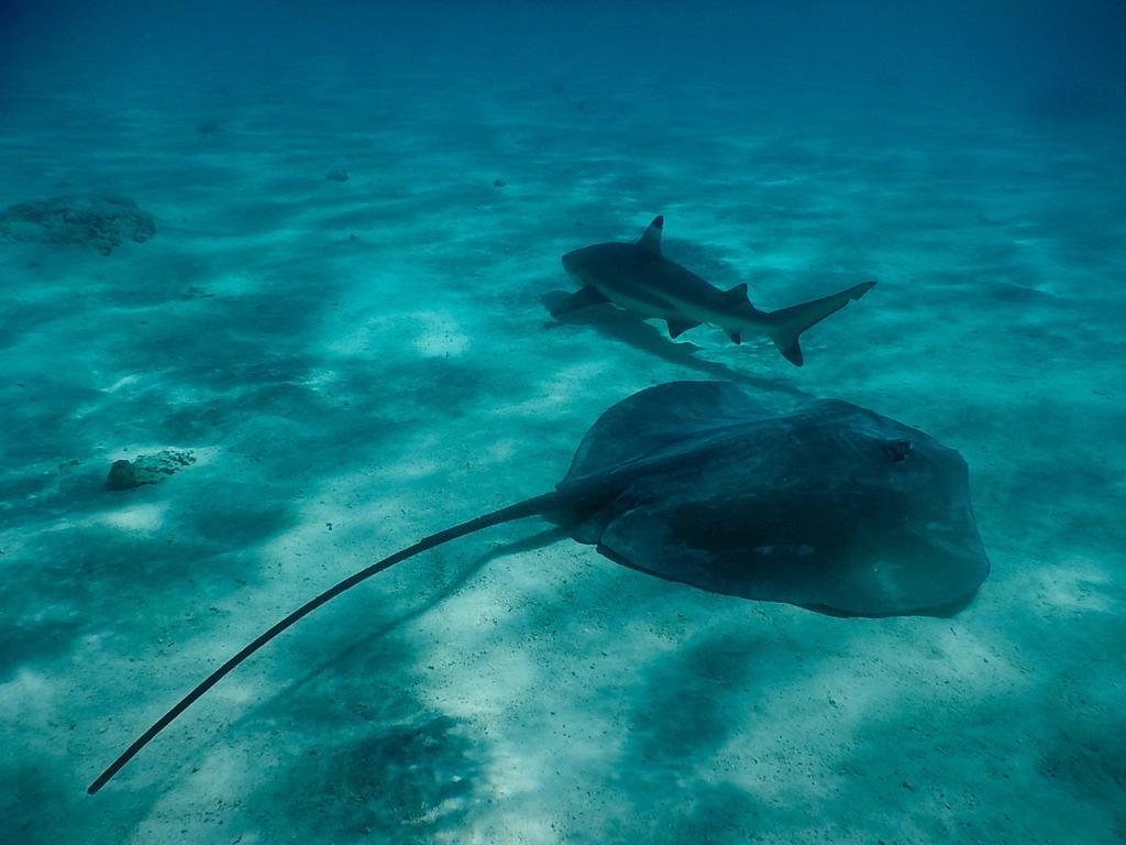 Poerani Moorea Eksteriør bilde